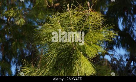 Detailansicht der Äste und Zapfen von Aleppo Pine (Pinus halepensis). Es ist eine Kiefer, die im Mittelmeerraum heimisch ist Stockfoto