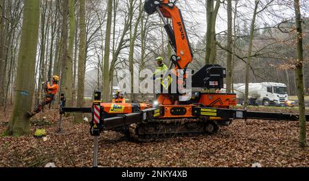 Ulm, Deutschland. 24. Februar 2023. Forstwirte Fällen einen Baum neben der Autobahn. Vor der sechsspurigen Erweiterung der A8 zwischen Ulm-West und Ulm-Elchingen werden Bäume mit Baumhöhlen gefällt und in ein ökologisches Ausgleichsgebiet transportiert. Kredit: Stefan Puchner/dpa/Alamy Live News Stockfoto