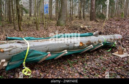 Ulm, Deutschland. 24. Februar 2023. Neben der Autobahn in einem Wald liegt der Teil eines zuvor gefällten Baumes. Vor der sechsspurigen Erweiterung der A8 zwischen Ulm-West und Ulm-Elchingen werden Bäume mit Baumhöhlen gefällt und in ein ökologisches Ausgleichsgebiet transportiert. Kredit: Stefan Puchner/dpa/Alamy Live News Stockfoto