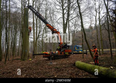 Ulm, Deutschland. 24. Februar 2023. Forstwirte Fällen einen Baum neben der Autobahn. Vor der sechsspurigen Erweiterung der A8 zwischen Ulm-West und Ulm-Elchingen werden Bäume mit Baumhöhlen gefällt und in ein ökologisches Ausgleichsgebiet transportiert. Kredit: Stefan Puchner/dpa/Alamy Live News Stockfoto