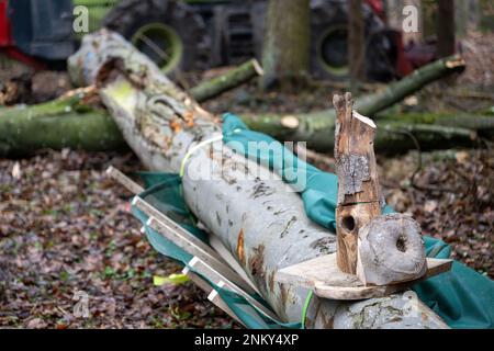 Ulm, Deutschland. 24. Februar 2023. Neben der Autobahn in einem Wald liegt der Teil eines zuvor gefällten Baumes mit Modellen von Baumkavitäten darauf. Vor der sechsspurigen Erweiterung der A8 zwischen Ulm-West und Ulm-Elchingen werden Bäume mit Baumhöhlen gefällt und in ein ökologisches Ausgleichsgebiet transportiert. Kredit: Stefan Puchner/dpa/Alamy Live News Stockfoto