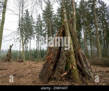 Ulm, Deutschland. 24. Februar 2023. In einem Wald werden Teile von gefällten Bäumen zu sogenannten Totholzpyramiden gestapelt. Vor der sechsspurigen Erweiterung der A8 zwischen Ulm-West und Ulm-Elchingen werden Bäume mit Baumhöhlen gefällt und in ein ökologisches Ausgleichsgebiet transportiert. Kredit: Stefan Puchner/dpa/Alamy Live News Stockfoto