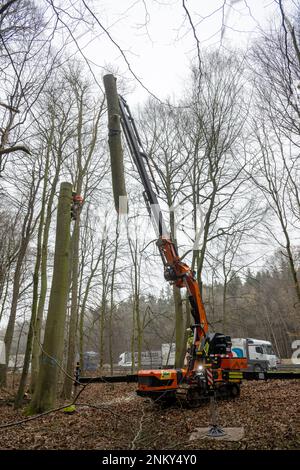 Ulm, Deutschland. 24. Februar 2023. Forstwirte Fällen einen Baum neben der Autobahn. Vor der sechsspurigen Erweiterung der A8 zwischen Ulm-West und Ulm-Elchingen werden Bäume mit Baumhöhlen gefällt und in ein ökologisches Ausgleichsgebiet transportiert. Kredit: Stefan Puchner/dpa/Alamy Live News Stockfoto