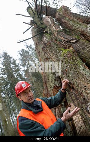 Ulm, Deutschland. 24. Februar 2023. Max Wittlinger, Leiter des Forstministeriums der Stadt Ulm, steht neben einer Totholzpyramide, bestehend aus Baumstücken, die zuvor in einem Wald entlang der Autobahn standen. Vor der sechsspurigen Erweiterung der A8 zwischen Ulm-West und Ulm-Elchingen werden Bäume mit Baumhöhlen gefällt und in ein ökologisches Ausgleichsgebiet transportiert. Kredit: Stefan Puchner/dpa/Alamy Live News Stockfoto