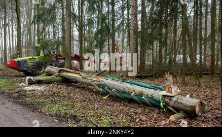 Ulm, Deutschland. 24. Februar 2023. Neben der Autobahn in einem Wald liegt der Teil eines zuvor gefällten Baumes. Vor der sechsspurigen Erweiterung der A8 zwischen Ulm-West und Ulm-Elchingen werden Bäume mit Baumhöhlen gefällt und in ein ökologisches Ausgleichsgebiet transportiert. Kredit: Stefan Puchner/dpa/Alamy Live News Stockfoto