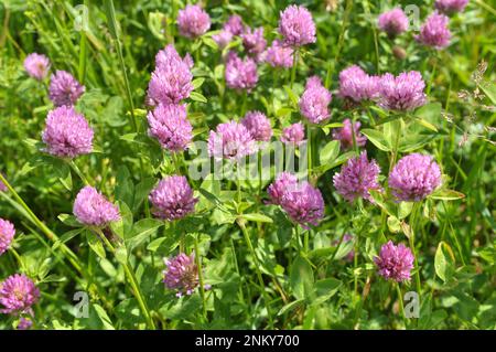 Wiesenklee (Trifolium pratense) wächst auf der Wiese zwischen Wildgräsern Stockfoto