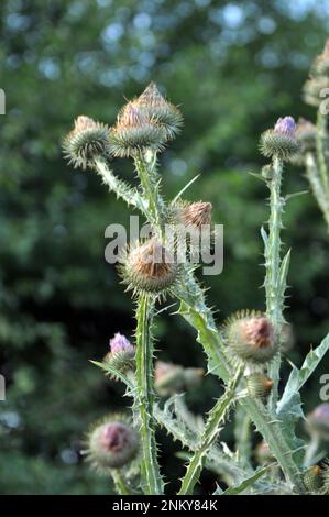 Die hohe und stachelige Distel Onopordum Acanthium wächst in freier Wildbahn Stockfoto