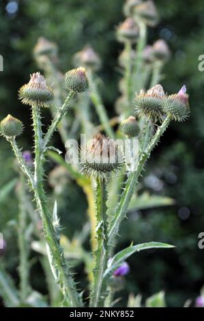 Die hohe und stachelige Distel Onopordum Acanthium wächst in freier Wildbahn Stockfoto