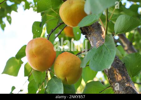 Aprikosen reifen auf einem Ast im Obstgarten Stockfoto