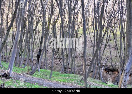 Im Wald wächst Massivholz Stockfoto