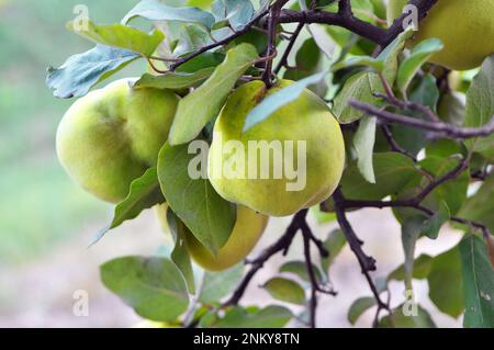 Quitten (Cydonia oblonga) reift am Strauchzweig Stockfoto