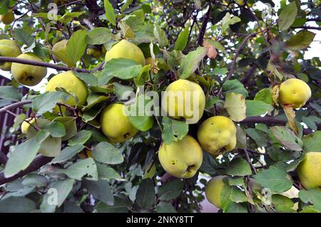 Quitten (Cydonia oblonga) reift am Strauchzweig Stockfoto