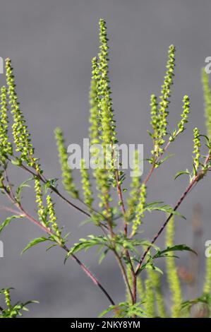 Im Sommer wächst Ragweed (Ambrosia artemisiifolia) in freier Wildbahn Stockfoto