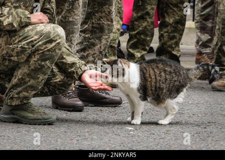 London, Großbritannien. 24. Februar 2023. Larry, die Katze in der Downing Street, tritt nach der Veranstaltung auf und wird von den ukrainischen Soldaten gekuschelt und gestreichelt. Rishi Sunak, Premierminister des Vereinigten Königreichs, hält mit seiner Frau Akashta eine Schweigeminute anlässlich des einjährigen Jahrestags der russischen Invasion der Ukraine. Der Premierminister wird außerhalb der Downing Street 10 von dem ukrainischen Botschafter im Vereinigten Königreich, Mitgliedern der ukrainischen Streitkräfte und Vertretern jeder Interflex-Nation sowie ukrainischen Sängern besucht. Kredit: Imageplotter/Alamy Live News Stockfoto