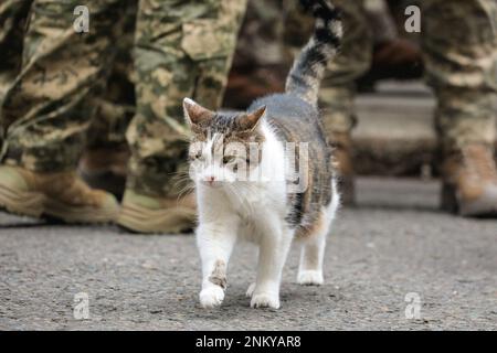 London, Großbritannien. 24. Februar 2023. Larry, die Katze in der Downing Street, tritt nach der Veranstaltung auf und wird von den ukrainischen Soldaten gekuschelt und gestreichelt. Rishi Sunak, Premierminister des Vereinigten Königreichs, hält mit seiner Frau Akashta eine Schweigeminute anlässlich des einjährigen Jahrestags der russischen Invasion der Ukraine. Der Premierminister wird außerhalb der Downing Street 10 von dem ukrainischen Botschafter im Vereinigten Königreich, Mitgliedern der ukrainischen Streitkräfte und Vertretern jeder Interflex-Nation sowie ukrainischen Sängern besucht. Kredit: Imageplotter/Alamy Live News Stockfoto