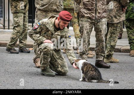 London, Großbritannien. 24. Februar 2023. Larry, die Katze in der Downing Street, tritt nach der Veranstaltung auf und wird von den ukrainischen Soldaten gekuschelt und gestreichelt. Rishi Sunak, Premierminister des Vereinigten Königreichs, hält mit seiner Frau Akashta eine Schweigeminute anlässlich des einjährigen Jahrestags der russischen Invasion der Ukraine. Der Premierminister wird außerhalb der Downing Street 10 von dem ukrainischen Botschafter im Vereinigten Königreich, Mitgliedern der ukrainischen Streitkräfte und Vertretern jeder Interflex-Nation sowie ukrainischen Sängern besucht. Kredit: Imageplotter/Alamy Live News Stockfoto