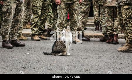 London, Großbritannien. 24. Februar 2023. Larry, die Katze in der Downing Street, tritt nach der Veranstaltung auf und wird von den ukrainischen Soldaten gekuschelt und gestreichelt. Rishi Sunak, Premierminister des Vereinigten Königreichs, hält mit seiner Frau Akashta eine Schweigeminute anlässlich des einjährigen Jahrestags der russischen Invasion der Ukraine. Der Premierminister wird außerhalb der Downing Street 10 von dem ukrainischen Botschafter im Vereinigten Königreich, Mitgliedern der ukrainischen Streitkräfte und Vertretern jeder Interflex-Nation sowie ukrainischen Sängern besucht. Kredit: Imageplotter/Alamy Live News Stockfoto