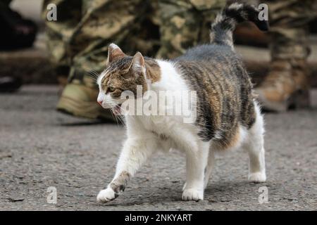 London, Großbritannien. 24. Februar 2023. Larry, die Katze in der Downing Street, tritt nach der Veranstaltung auf und wird von den ukrainischen Soldaten gekuschelt und gestreichelt. Rishi Sunak, Premierminister des Vereinigten Königreichs, hält mit seiner Frau Akashta eine Schweigeminute anlässlich des einjährigen Jahrestags der russischen Invasion der Ukraine. Der Premierminister wird außerhalb der Downing Street 10 von dem ukrainischen Botschafter im Vereinigten Königreich, Mitgliedern der ukrainischen Streitkräfte und Vertretern jeder Interflex-Nation sowie ukrainischen Sängern besucht. Kredit: Imageplotter/Alamy Live News Stockfoto