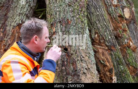 Ulm, Deutschland. 24. Februar 2023. Andreas Christoph, Projektleiter der Autobahn GmbH, untersucht eine Baumhöhle an einem gefällten Baum. Vor der sechsspurigen Erweiterung der A8 zwischen Ulm-West und Ulm-Elchingen werden Bäume mit Baumhöhlen gefällt und in ein ökologisches Ausgleichsgebiet transportiert. Kredit: Stefan Puchner/dpa/Alamy Live News Stockfoto