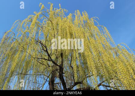 Weinende Weide im Frühling auf blauem Himmelshintergrund. Stockfoto