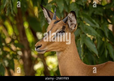 Nahaufnahme einer jungen Impala-Blickkamera Stockfoto