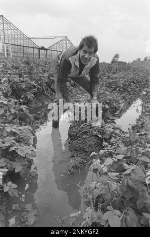 Schäden in der Landwirtschaft durch schlechtes Wetter; Bauer in Nieuw Venep auf regengetränktem Kartoffelfeld ca. 1985 Stockfoto