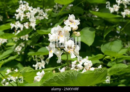 Catalpa speciosa weiße Blumen und grüne Blätter. Stockfoto