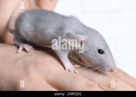 Eine Frau, die eine süße kleine Ratte auf weißem Hintergrund hält, Nahaufnahme Stockfoto