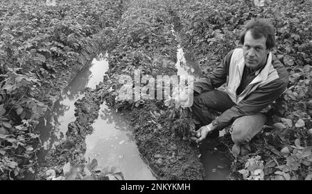 Schäden in der Landwirtschaft durch schlechtes Wetter; Bauer in Nieuw Venep auf regengetränktem Kartoffelfeld ca. 1985 Stockfoto