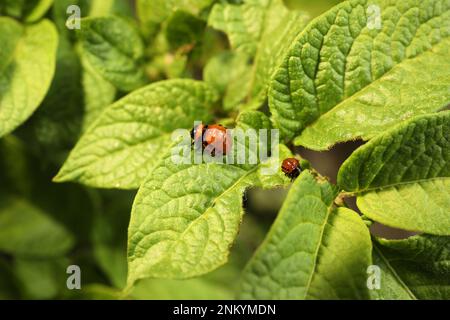 Colorado Kartoffelkäfer-Larven auf grüner Pflanze im Freien, Nahaufnahme Stockfoto