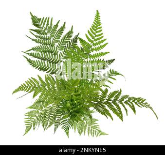 Wunderschöne tropische Farnblätter auf weißem Hintergrund Stockfoto