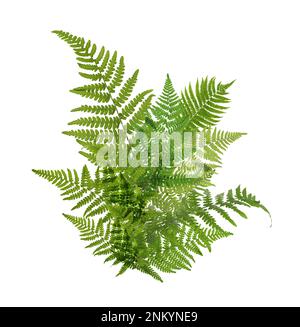 Wunderschöne tropische Farnblätter auf weißem Hintergrund Stockfoto