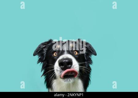 Hungriger Border Collie-Hund, der seine Lippen mit der Zunge leckt. Isoliert auf blauem Hintergrund Stockfoto