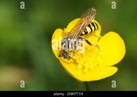 Natürliche Nahaufnahme einer Nomadenbiene aus Marsham, Nomada Marschamella in einer gelben Butterblume Stockfoto