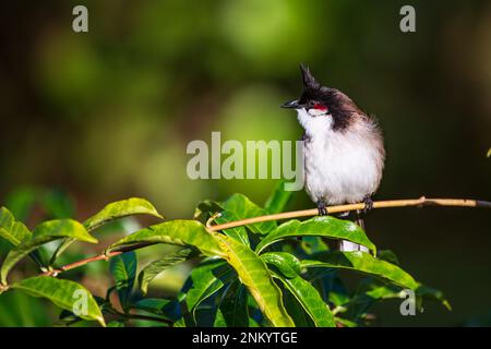 Rotes Bollwerk mit Flüstern oder Schambäumen, Pycnonotus jocosus, ein in Asien, Tamarin, Black River, Mauritius einheimischer Passerinvogel Stockfoto