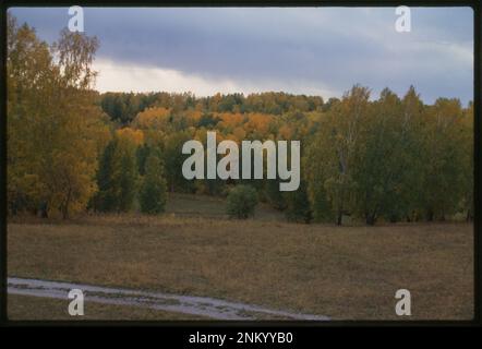 Sibirische Herbstlandschaft, Akademgorodok, Russland. Brumfield Fotosammlung. Bäume, Russische Föderation, 1990-2000. , Herbst, Russische Föderation, 1990-2000. , Russische Föderation, Novosibirskaia Oblast, Akademgorodok. Stockfoto