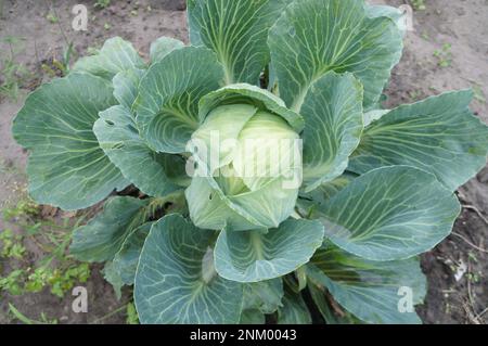 Weißkohl mit Kopf, der auf dem Acker an der Rebe wächst. Stockfoto