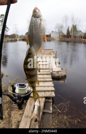 Dorffischen - ein fröhliches Set. Zwei Kakerlaken und ein Barsch wurden gefangen und eine Stange. Fisch im Hintergrund eines alten Holzpiers, Flusses und einer Zotte Stockfoto