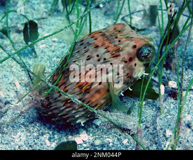 Langschweinchen-Stachelfisch (Diodon holocanthus) in La Parguera, Puerto Rico, 2005 Stockfoto