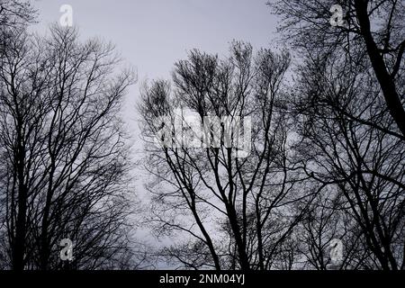 Laubbäume im Winter in einem Wald, der am Himmel schimmert, Koszeg Hills, Vas County, Ungarn Stockfoto