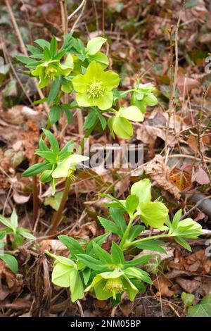 Duftende Hellebore, Helleborus Odorus, Soroksar Botanischer Garten, Budapest, Ungarn Stockfoto