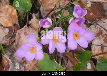 Lila Krokusse, iridaceae, im Soroksar Botanical Garden, Budapest, Ungarn Stockfoto