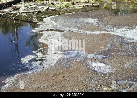 1970er Vereinigte Staaten: Leachings aus der Abfallrinde und den Chemikalien der Georgia Pacific Paper Company verschmutzen einen Nebenfluss der St. Croix River ca. 1973 Stockfoto