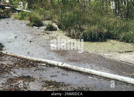 1970er Vereinigte Staaten: Leachings aus der Abfallrinde und den Chemikalien der Georgia Pacific Paper Company verschmutzen einen Nebenfluss der St. Croix River ca. 1973 Stockfoto