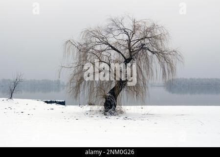 Einsame Weide am Flussufer im Winter. Stockfoto