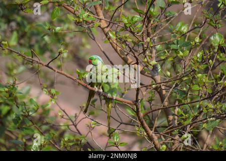 Ein Paar grüne Sittiche, Psittacula krameri, die zusammen auf einem Baum sitzen Stockfoto