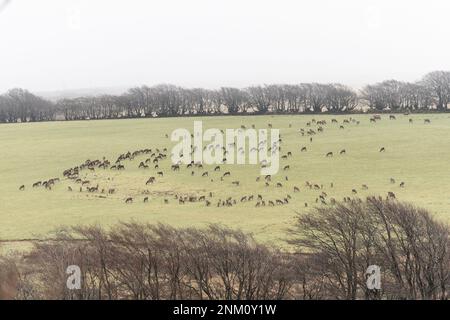 Wildes Rotwild auf Exmoor Stockfoto