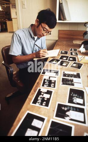 1970er USA: Ron Oshima, kalifornisches Landwirtschaftsministerium, arbeitet mit Fotos beschädigter Pflanzen im landesweiten Forschungszentrum für Luftverschmutzung ca. 1972 Stockfoto