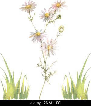 Aquarellvektor Kamille isoliert auf weißem Hintergrund. Handgezeichnete Kräuterdarstellung. Stock Vektor