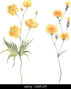 Aquarell Vektor blumig gelb Set Wildblumen, zarte Butterblume isoliert auf weißem Hintergrund. Stock Vektor